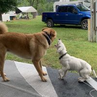 Milleson's Walnut Grove ico