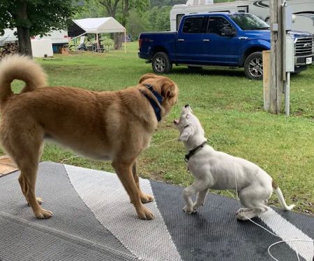 Milleson's Walnut Grove