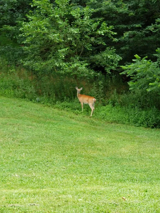 Big Ridge Campground Picture 6