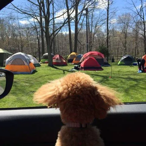 Uncle John's Elk Creek Campground Picture 3