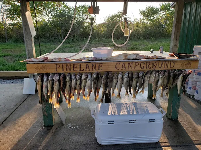 Pine Lane Campground Picture 6