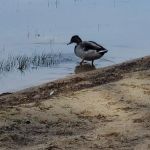 Keoka Beach Camping Area