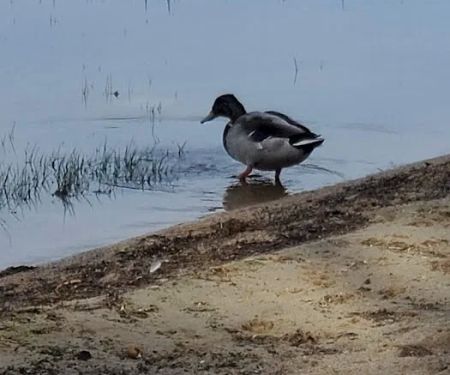 Keoka Beach Camping Area