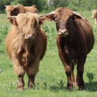 Tentrr Signature - Private Retreat on the River's Edge ico