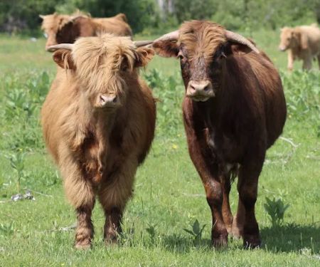 Tentrr Signature - Private Retreat on the River's Edge