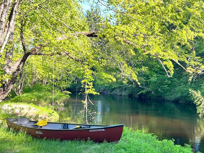 Camp laughing grass Picture 1