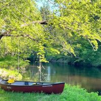 Camp laughing grass ico