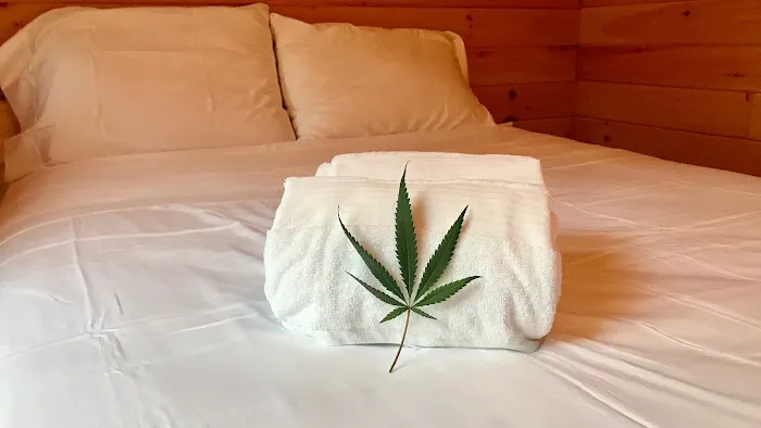 Camp laughing grass Picture 5