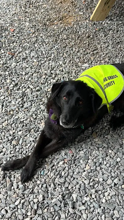 Camp laughing grass Picture 7