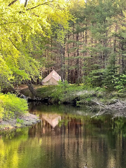 Camp laughing grass Picture 9
