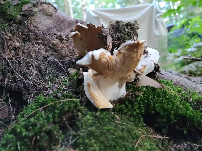 Lakeside Pines Campground Picture 3