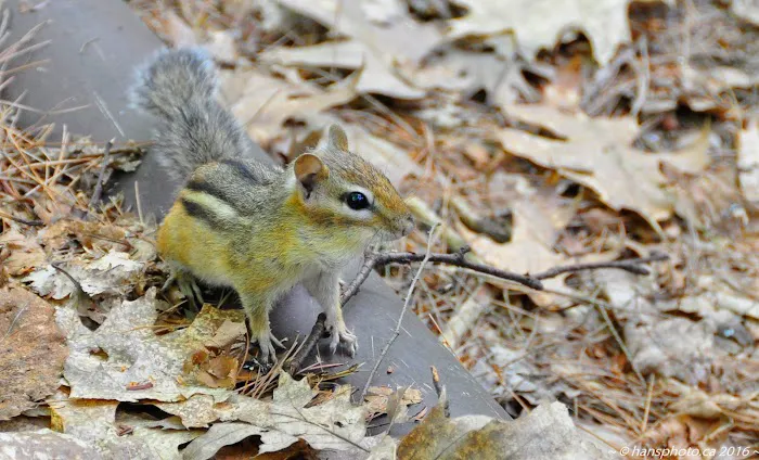 Lakeside Pines Campground Picture 1