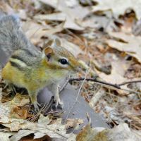 Lakeside Pines Campground ico