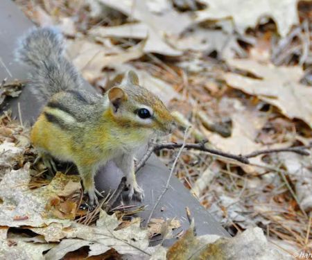 Lakeside Pines Campground