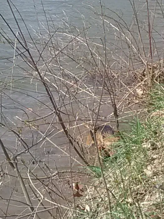 Five Pines Camping & Rec Picture 8