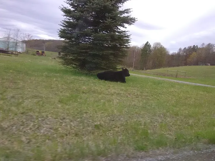 Five Pines Camping & Rec Picture 7