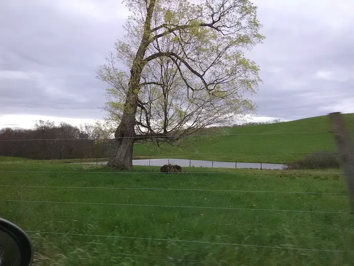 Five Pines Camping & Rec Picture 4