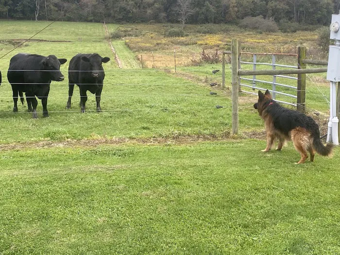 Gas Valley Campground Picture 10