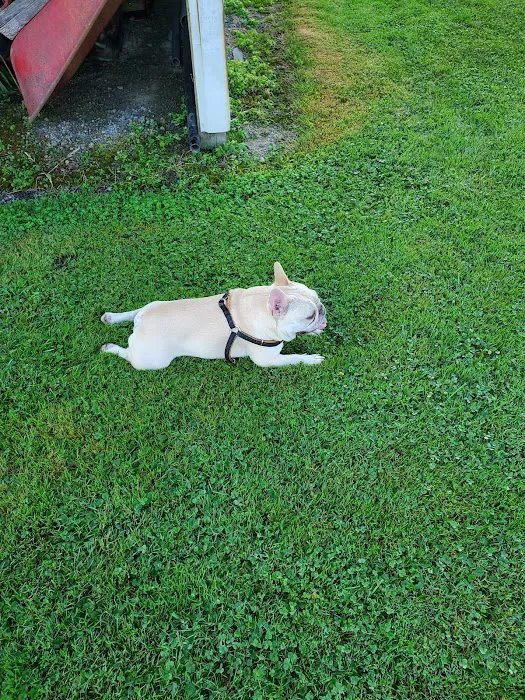 Gas Valley Campground Picture 6