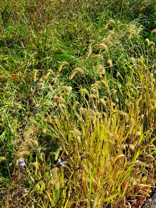 Gas Valley Campground Picture 9