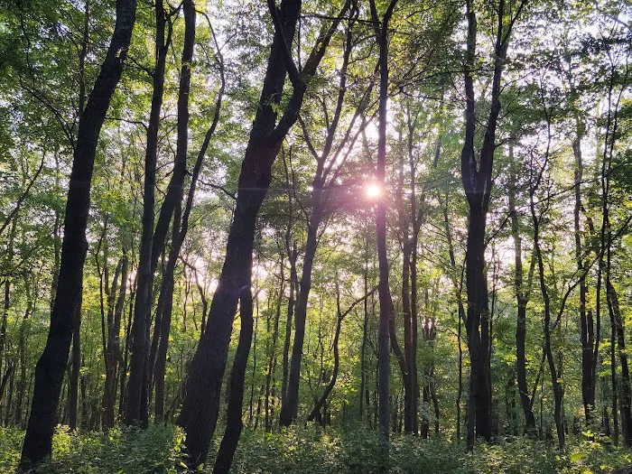 Tomlinson Run State Park Picture 6