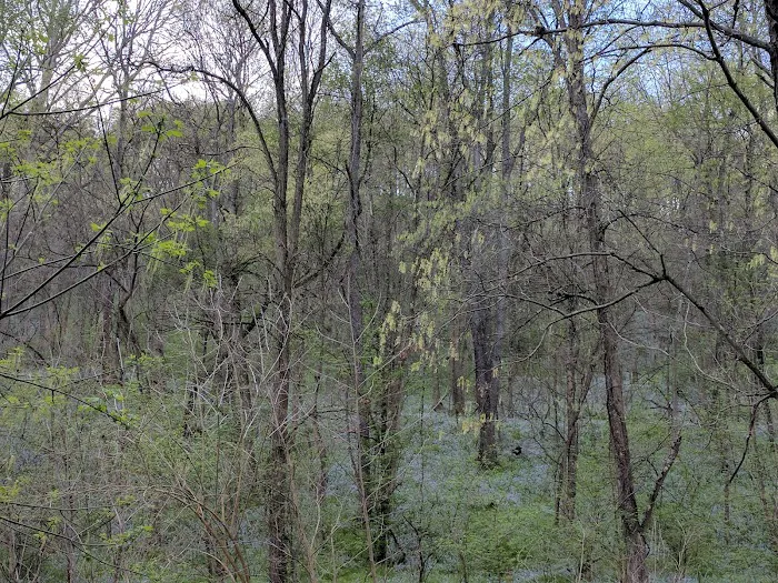 Camp Giscowheco Picture 2