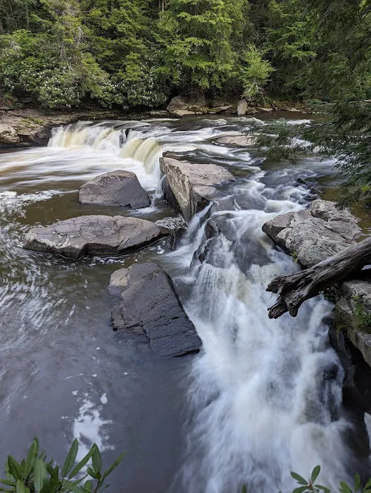 Swallow Falls Campground Picture 4