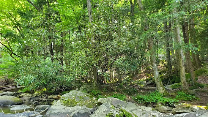 Swallow Falls Campground Picture 1