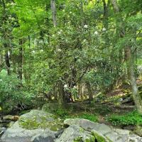 Swallow Falls Campground ico