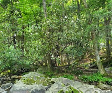 Swallow Falls Campground