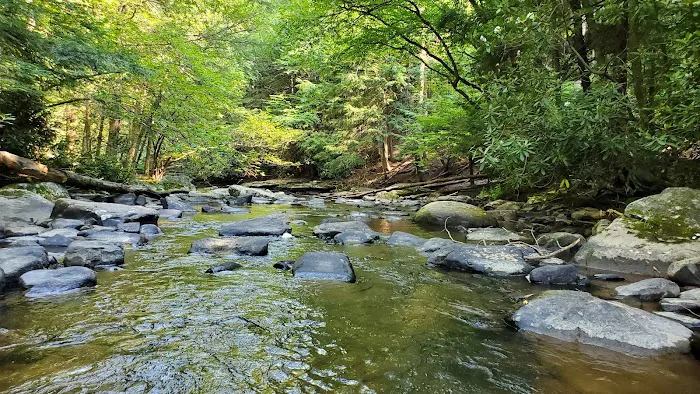 Swallow Falls Campground Picture 6