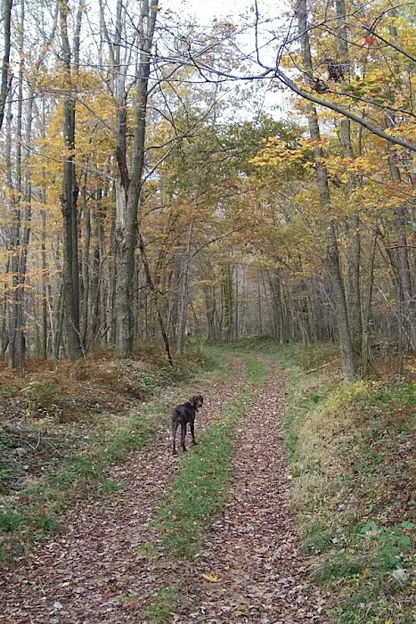 Wild Yough Glamping Huts Picture 3