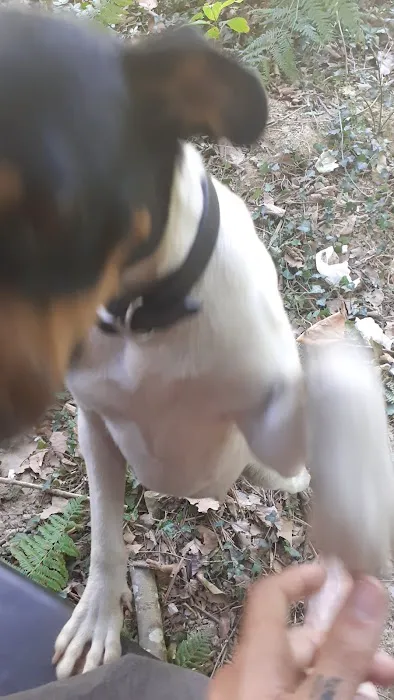 Forestry Department Picture 1