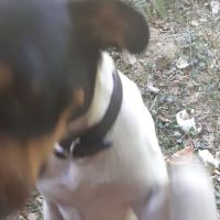 Forestry Department ico