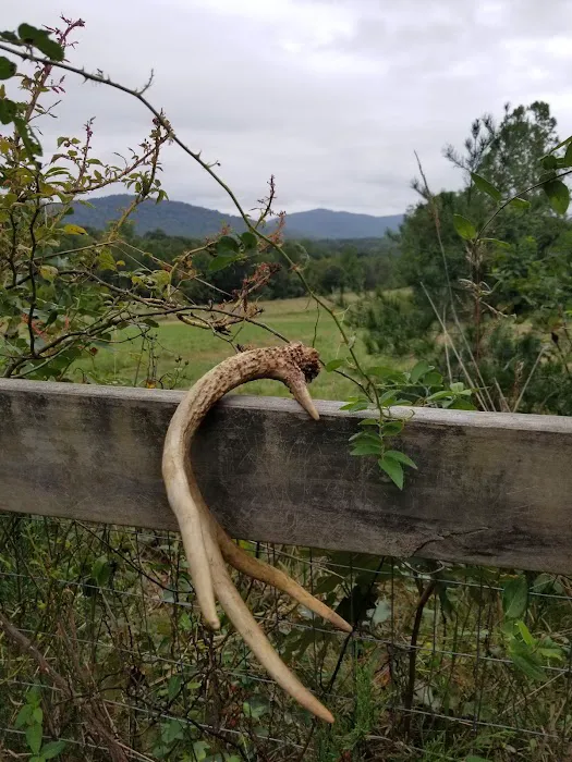 Camp Cove Creek Picture 4