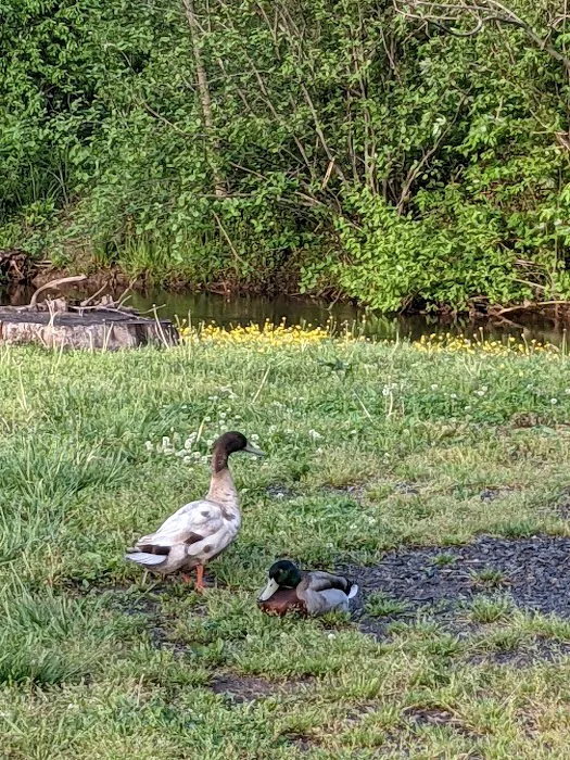 Misty Mountain Camp Resort Picture 9