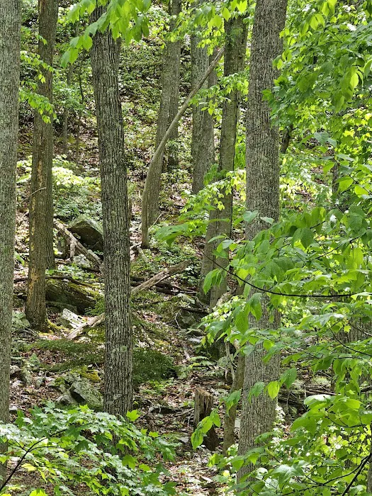Sherando Lake Group Camp Picture 4