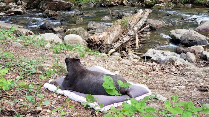 Two Hatchets Camp Site Picture 3