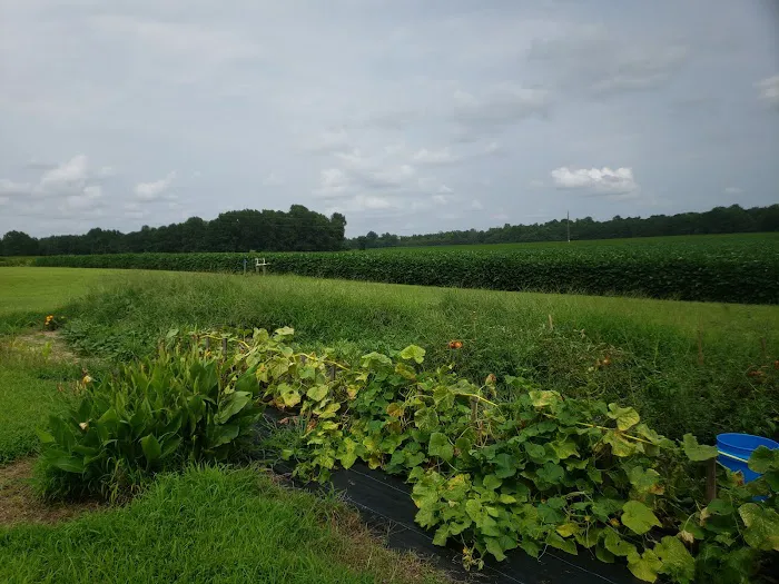 Thornton Farm Picture 6