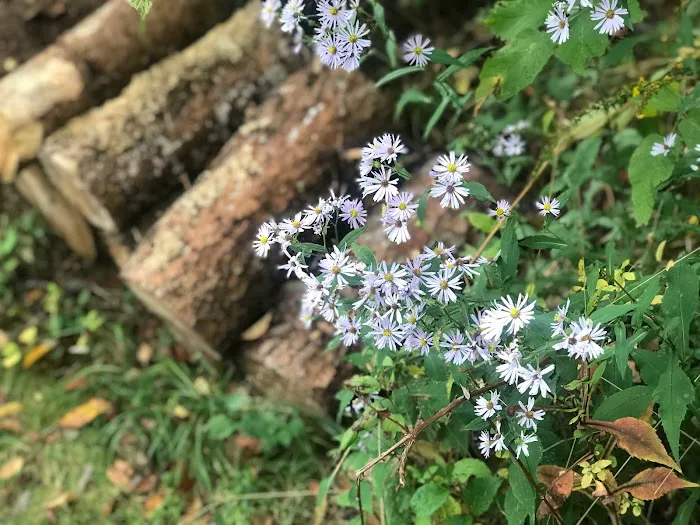 Pineview Camplands Picture 10