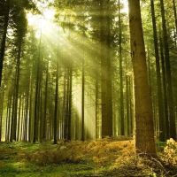 Shady Acres Campground ico