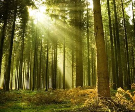 Shady Acres Campground