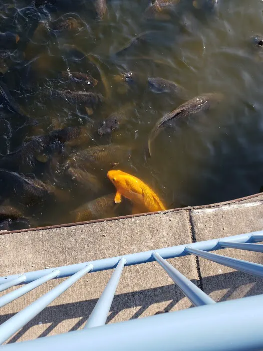 Pymatuning State Park - Linesville Campground Picture 5