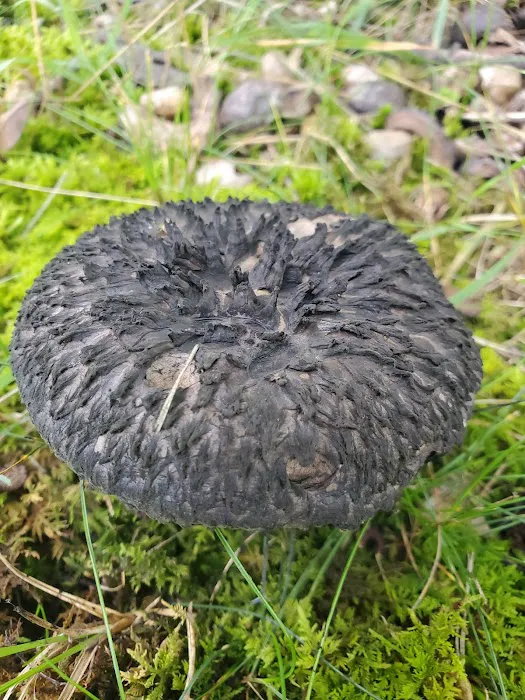 Crystal Springs Campground Picture 8