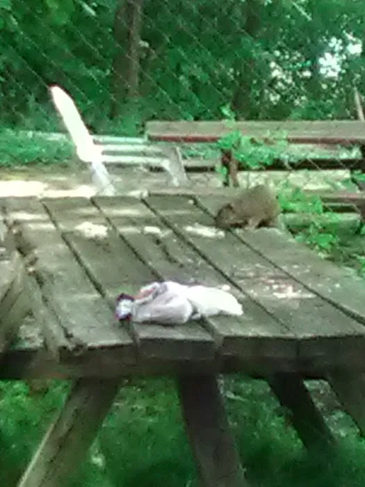 Luoma's Surfers Paradise Camping Attn: Sue Rose Picture 4