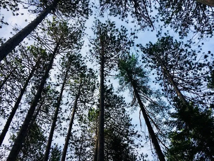 Cathedral Pines Camp Ground Picture 10
