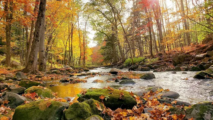 Martin Stream Campground Picture 5