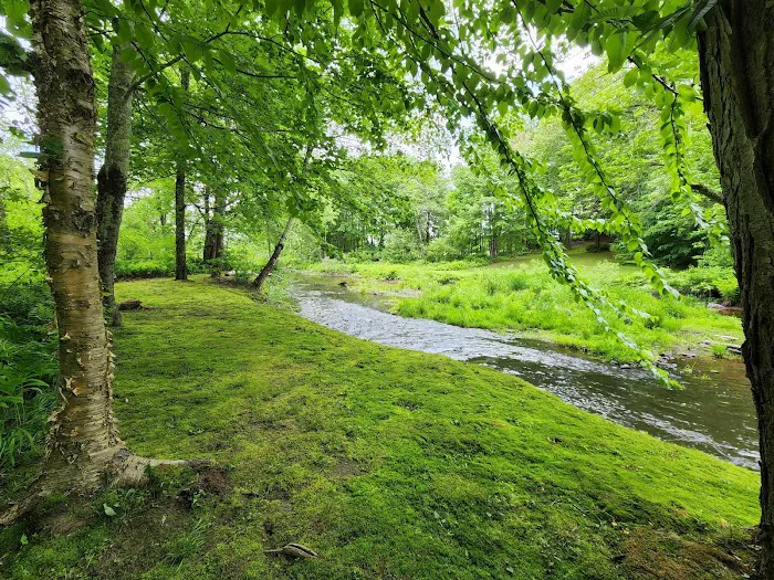 Martin Stream Campground Picture 4