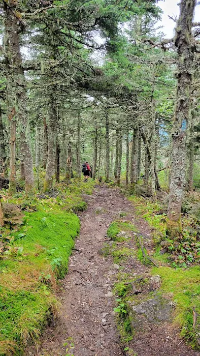 Bigelow Col Campsite 2010.7 Picture 1