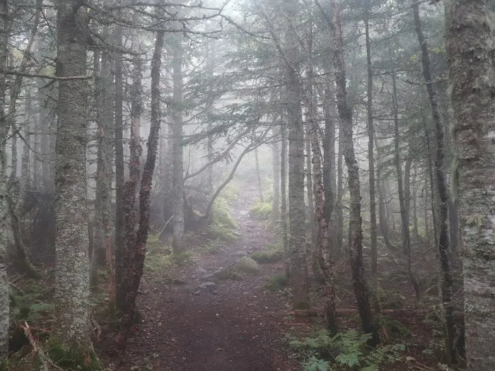 Bigelow Col Campsite 2010.7 Picture 5